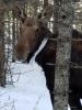 Moose collared from Grand Portage. Submitted photo